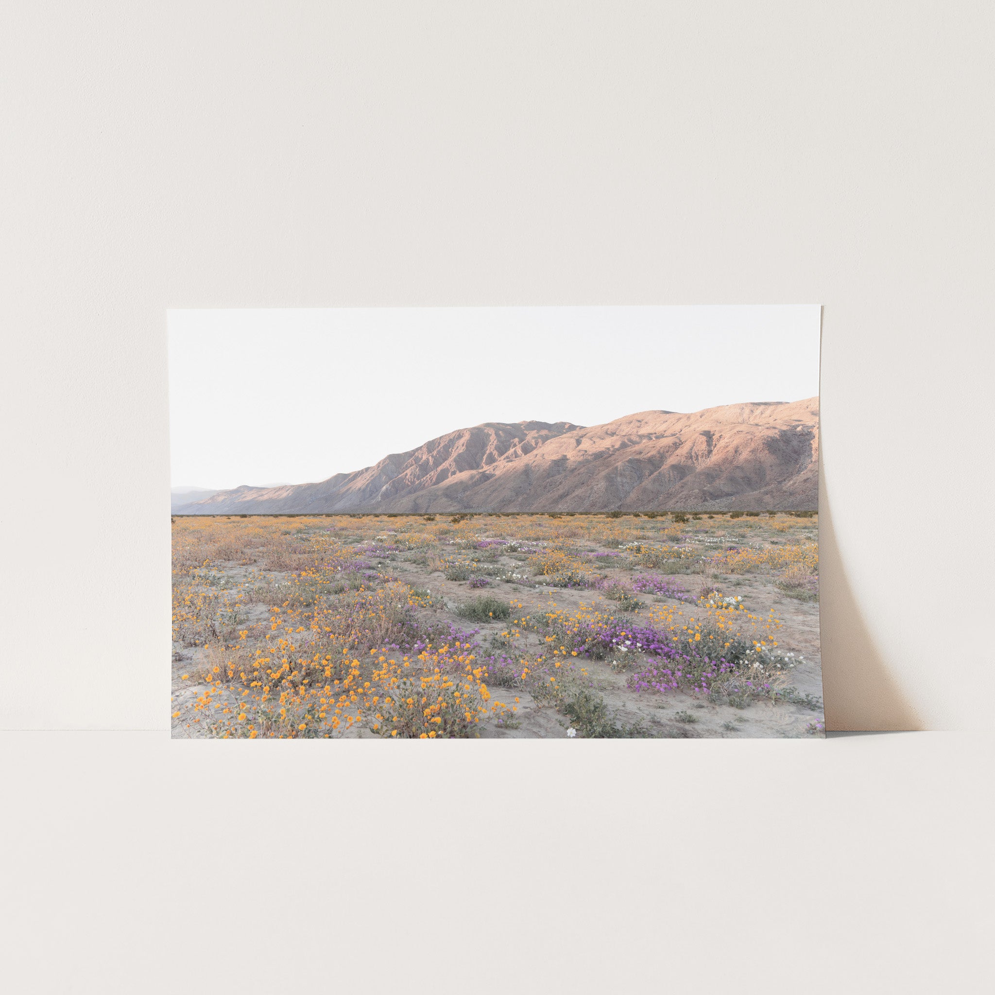 Desert Bloom - Shutter and Frame