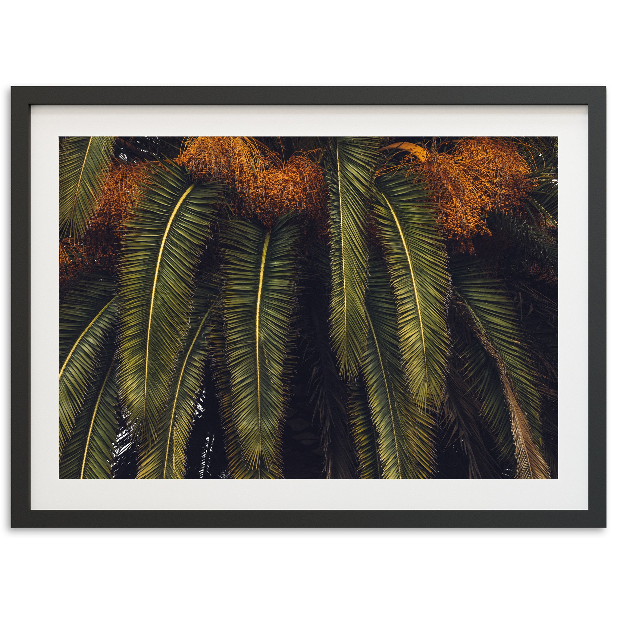 King Palm - Shutter and Frame