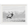 American Elk II - Shutter and Frame