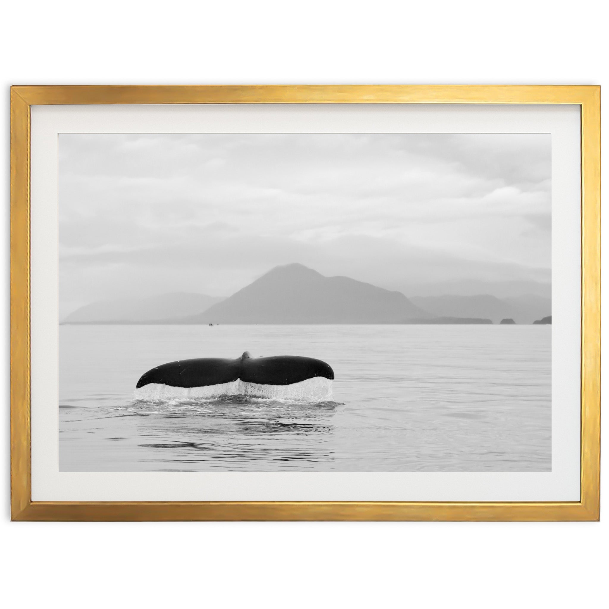 Tale of a Whale - Shutter and Frame