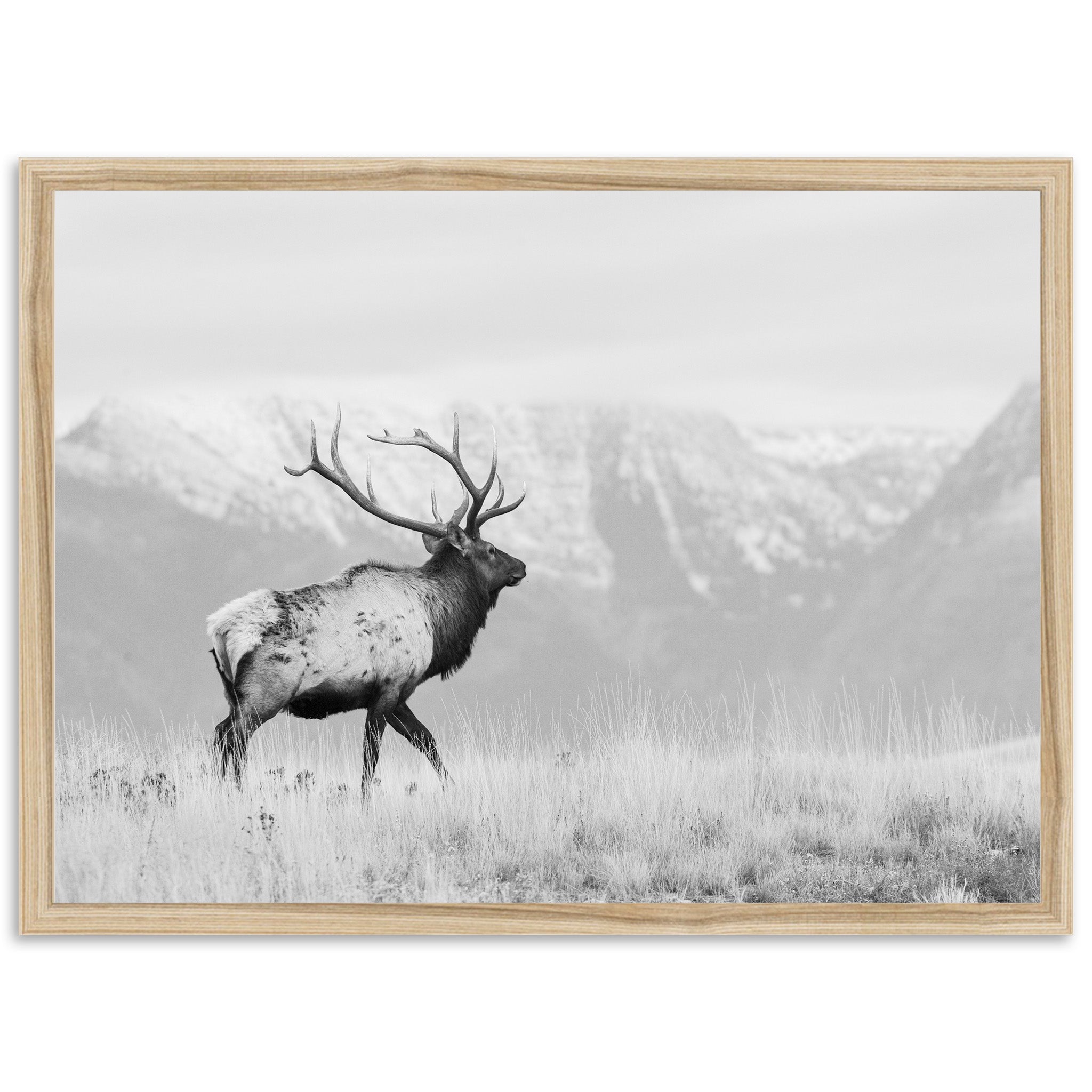 American Elk II - Shutter and Frame