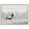 American Elk II - Shutter and Frame