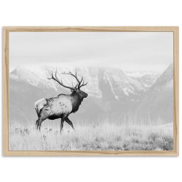 American Elk II - Shutter and Frame