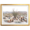 Ocotillo - Shutter and Frame