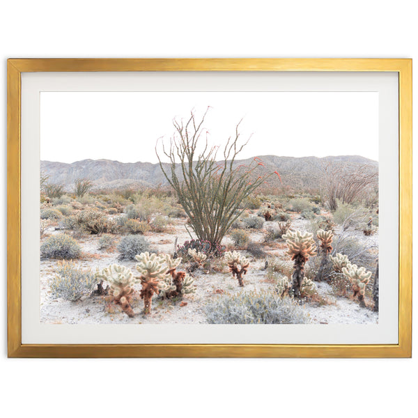 Ocotillo - Shutter and Frame