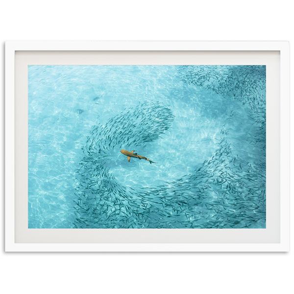Lurking - Shutter and Frame