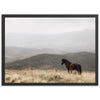 Open Range - Shutter and Frame