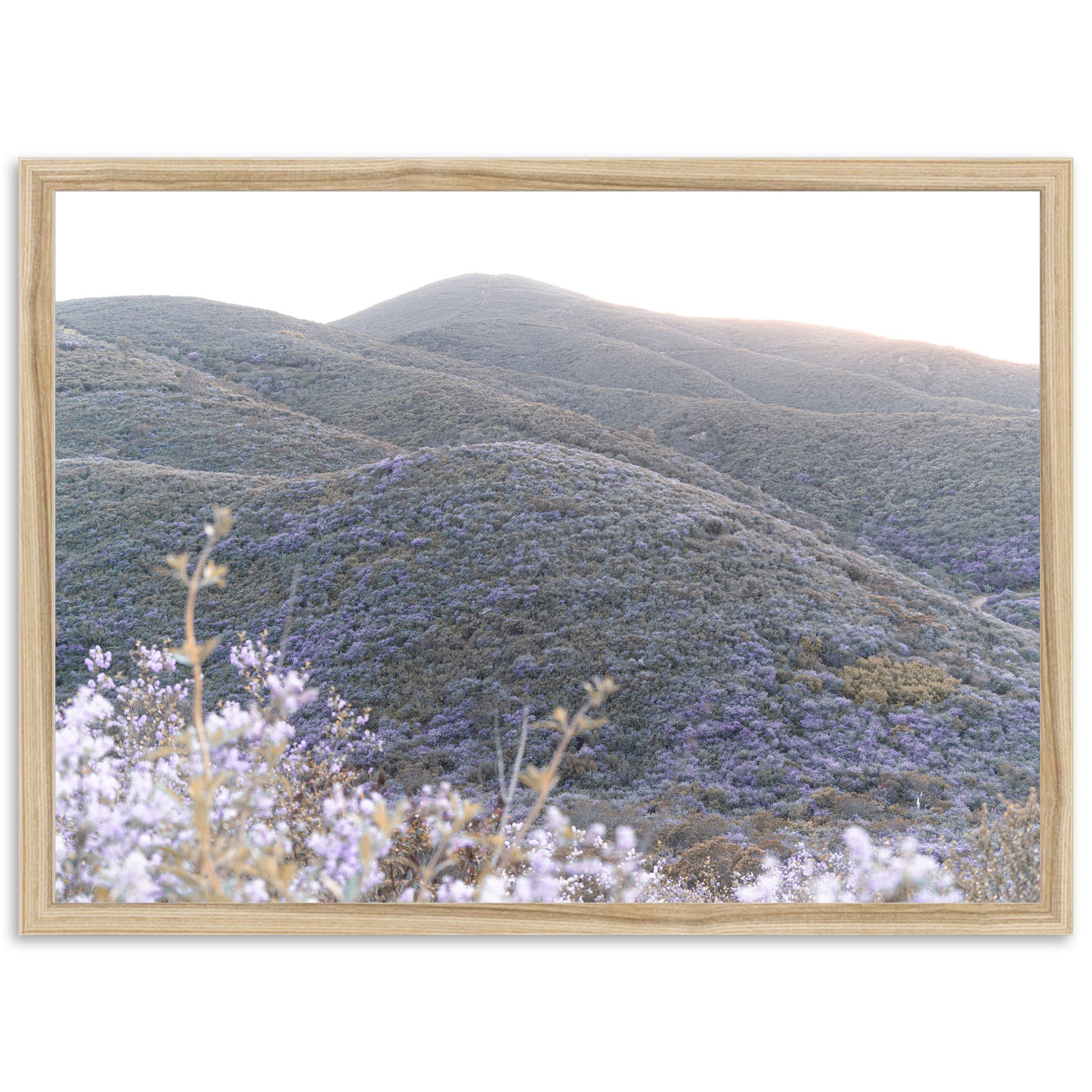 Lilac Bloom - Shutter and Frame