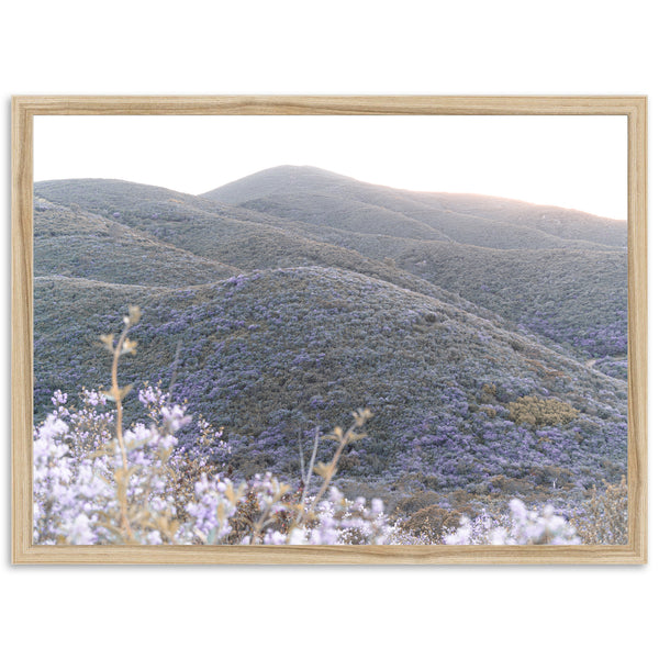 Lilac Bloom - Shutter and Frame