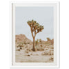 Joshua Tree II - Shutter and Frame