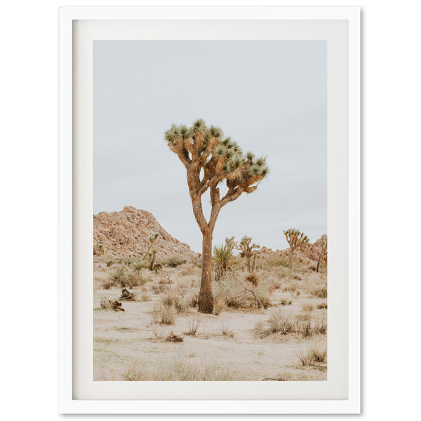 Joshua Tree II - Shutter and Frame
