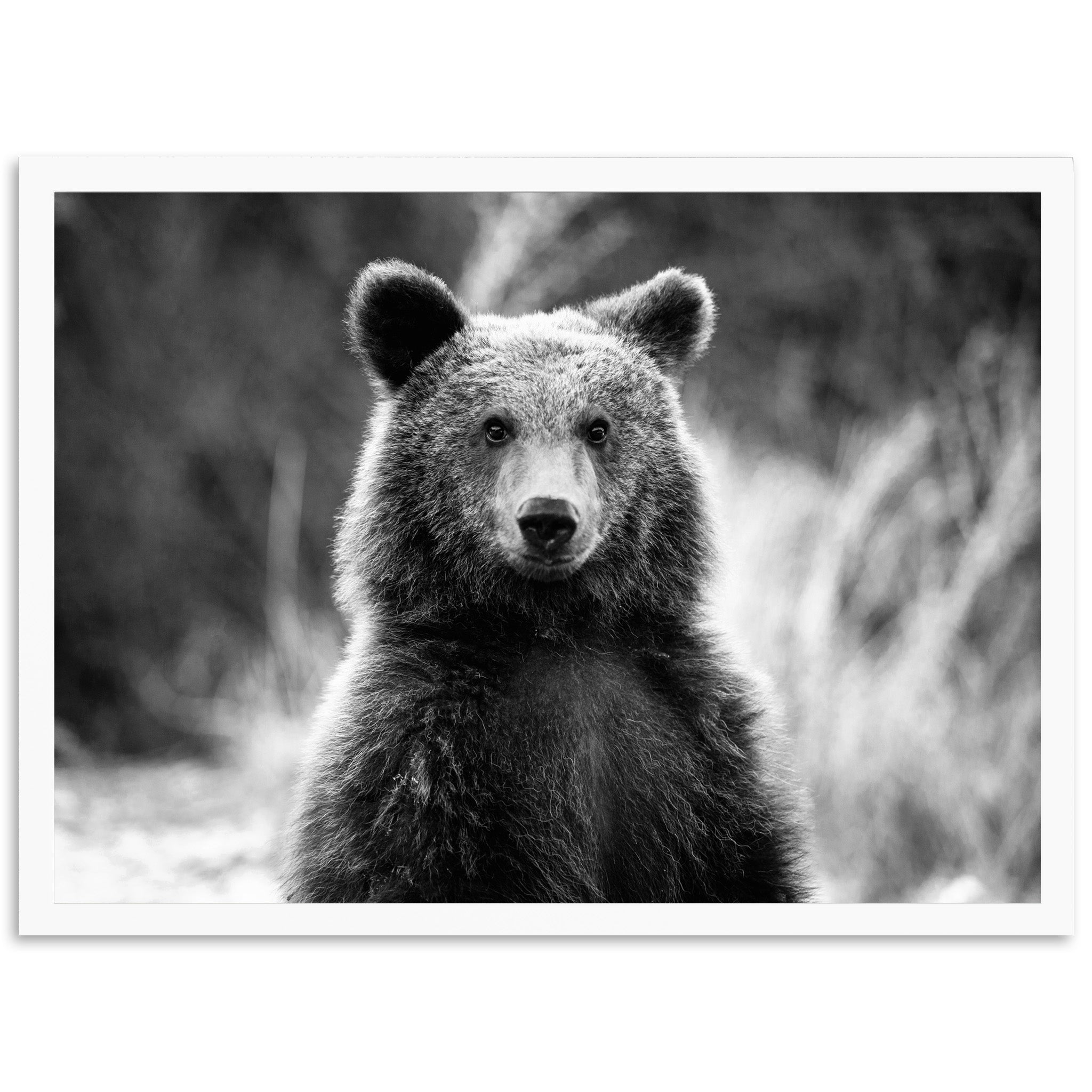 Bear II - Shutter and Frame