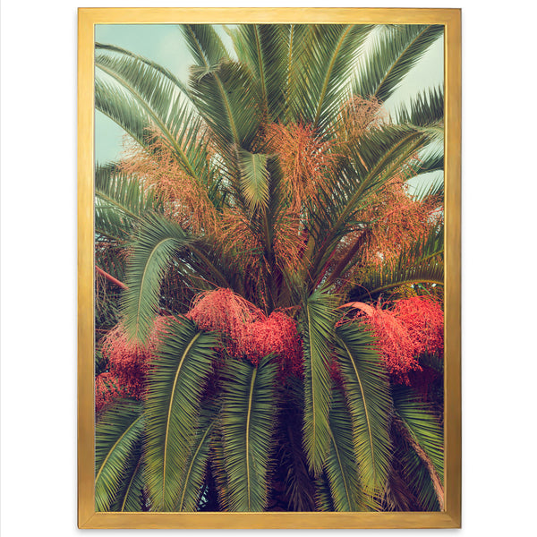 Queen Palm - Shutter and Frame