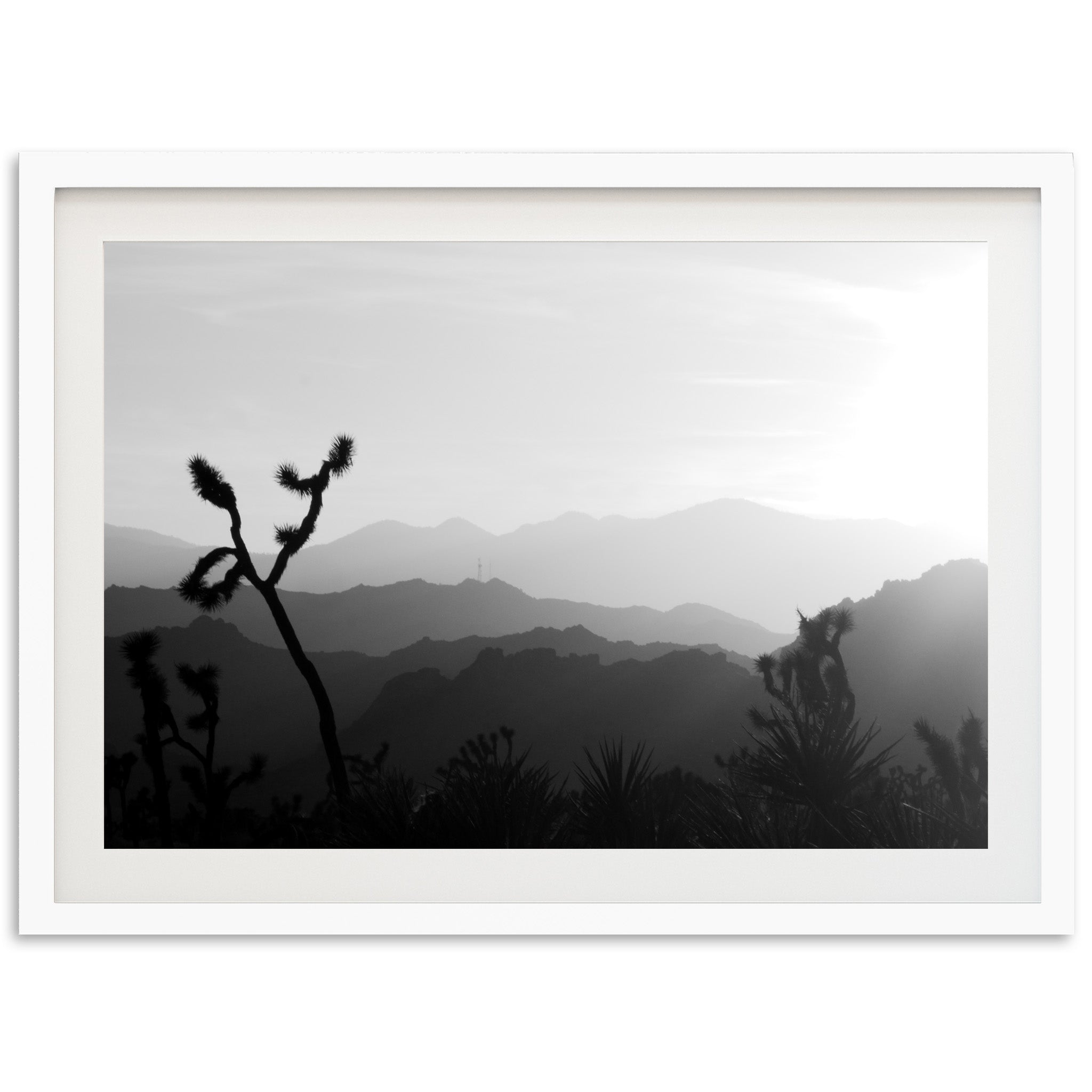 J Tree - Shutter and Frame