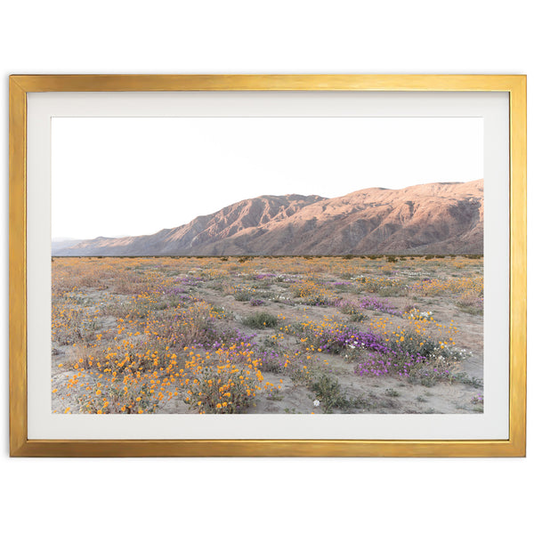 Desert Bloom - Shutter and Frame