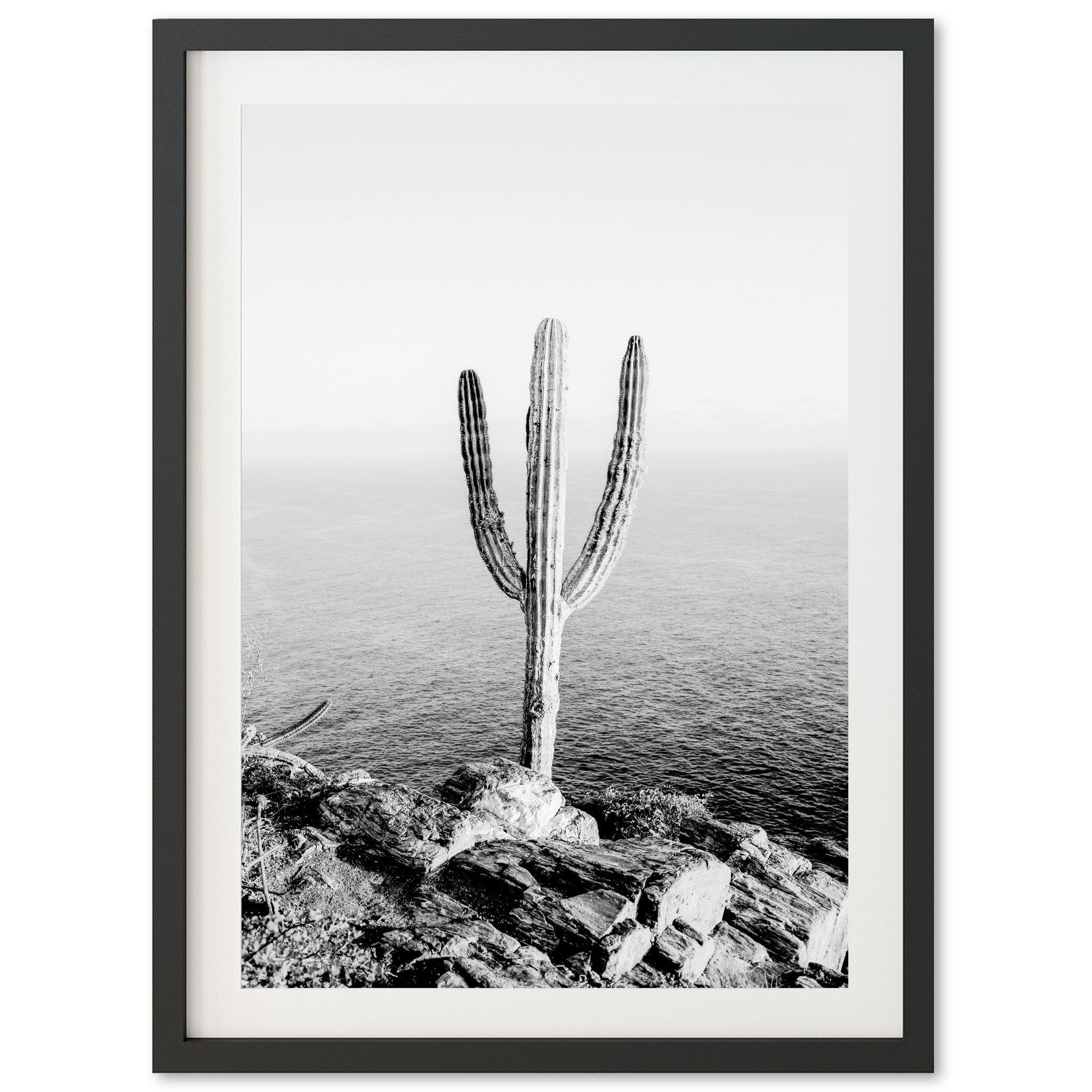 Beach Cactus II - Shutter and Frame