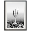 Beach Cactus II - Shutter and Frame