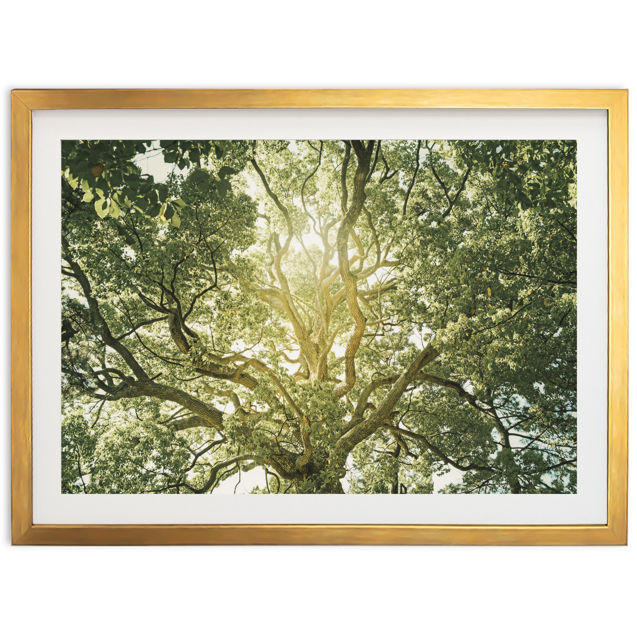 Tree of Life - Shutter and Frame