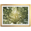 Tree of Life - Shutter and Frame