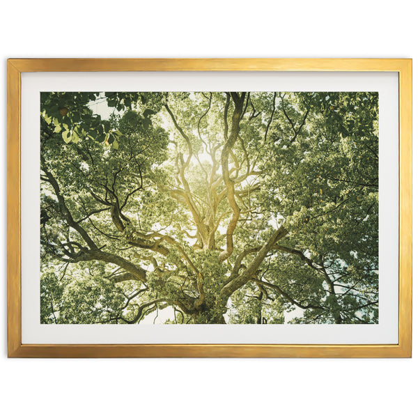 Tree of Life - Shutter and Frame