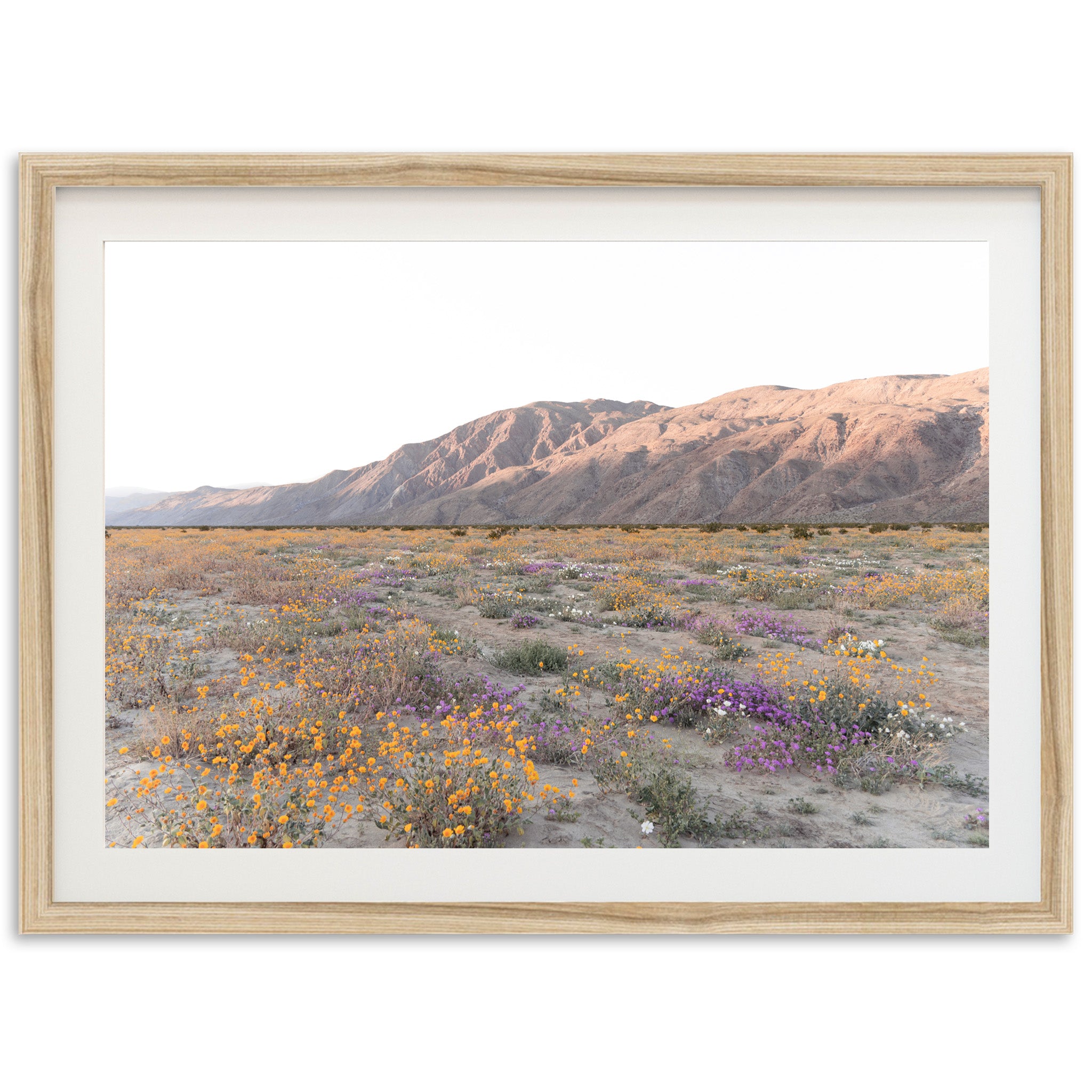 Desert Bloom - Shutter and Frame