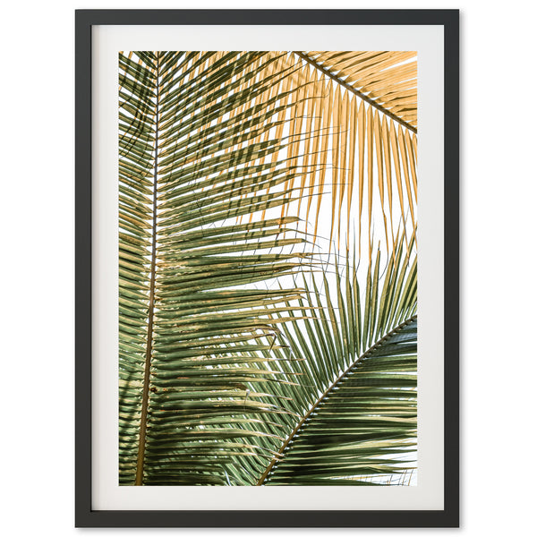 Shades of Green - Shutter and Frame