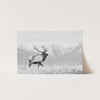 American Elk II - Shutter and Frame