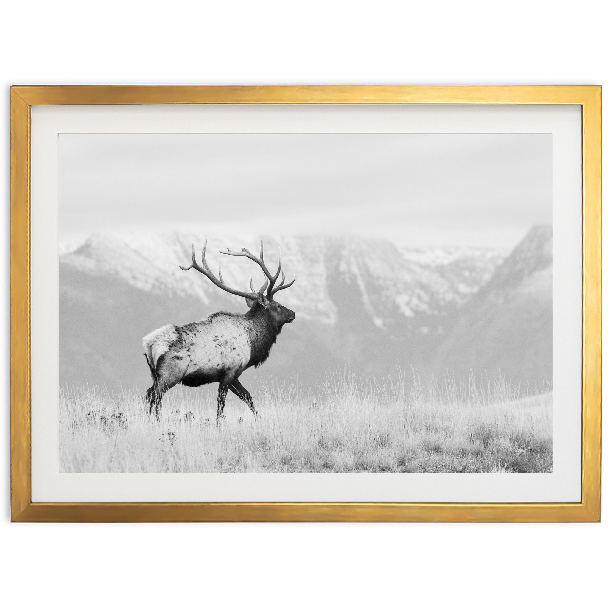 American Elk II - Shutter and Frame