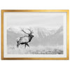 American Elk II - Shutter and Frame