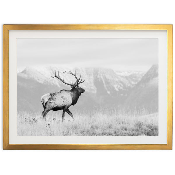 American Elk II - Shutter and Frame