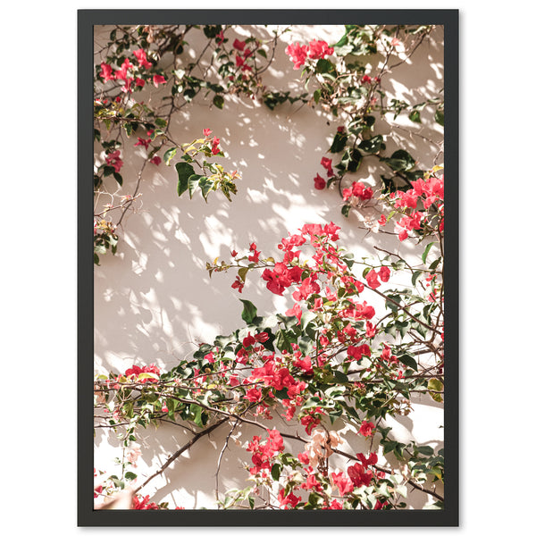Bougainvillea - Shutter and Frame