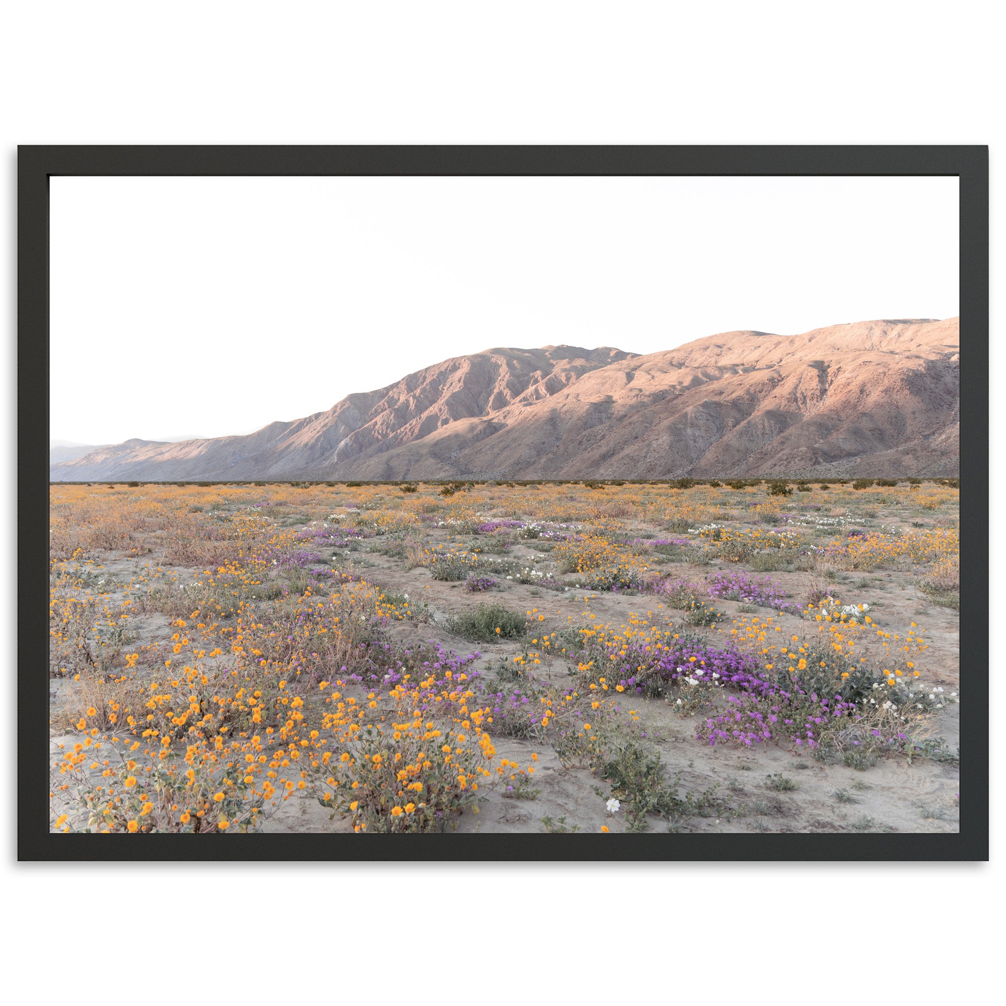 Desert Bloom - Shutter and Frame