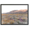 Desert Bloom - Shutter and Frame
