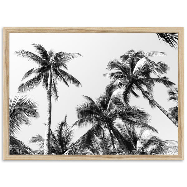 Under the Palms - Shutter and Frame