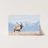 American Elk - Shutter and Frame