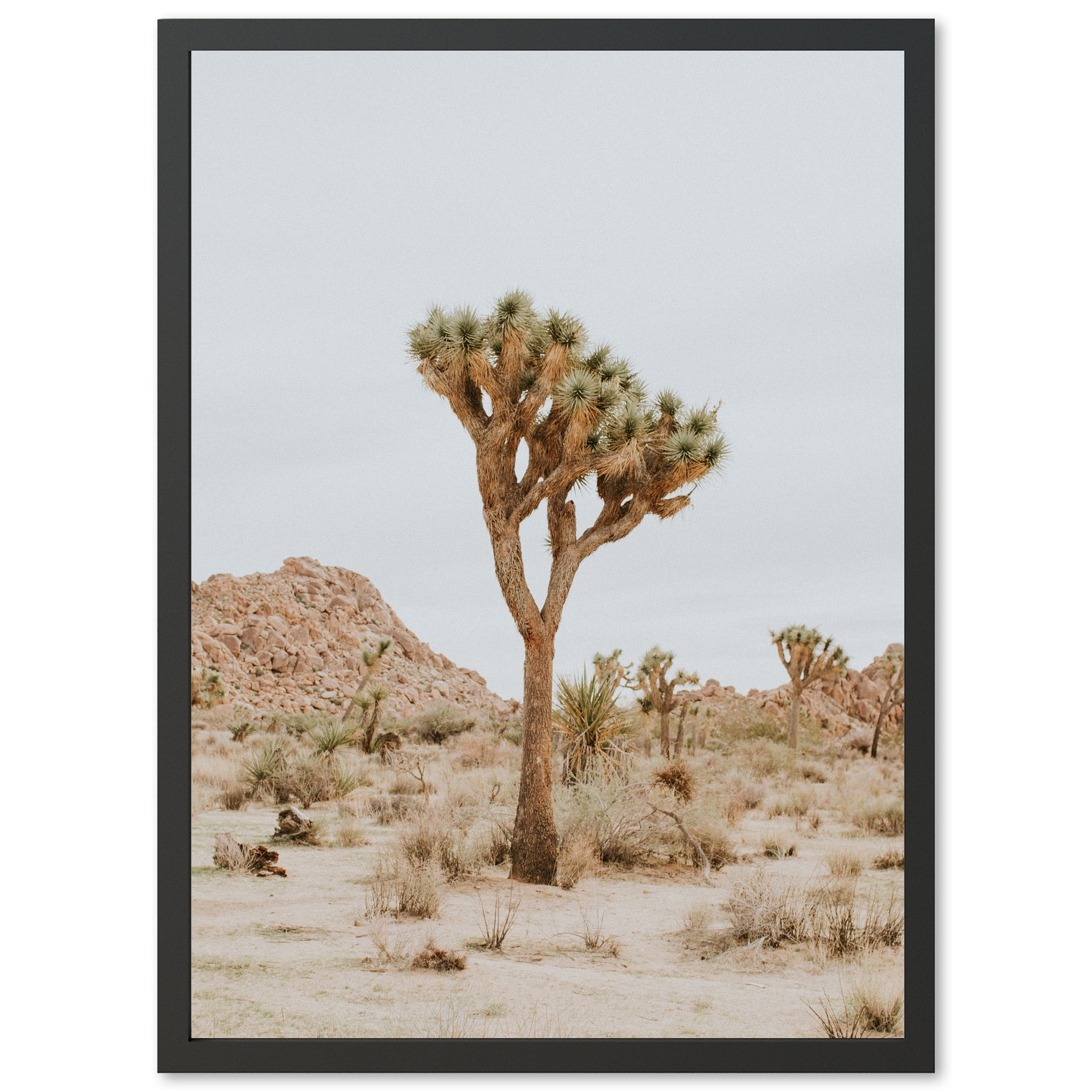 Joshua Tree II - Shutter and Frame