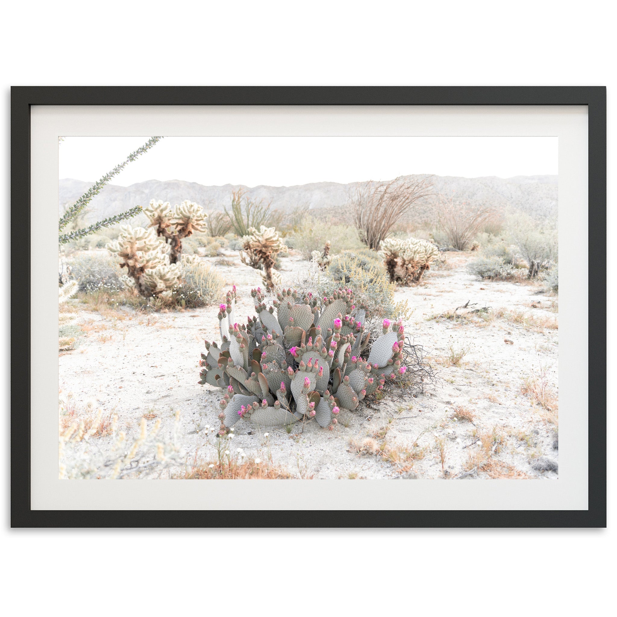 Desert Roses - Shutter and Frame