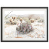 Desert Roses - Shutter and Frame