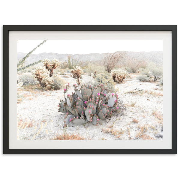 Desert Roses - Shutter and Frame