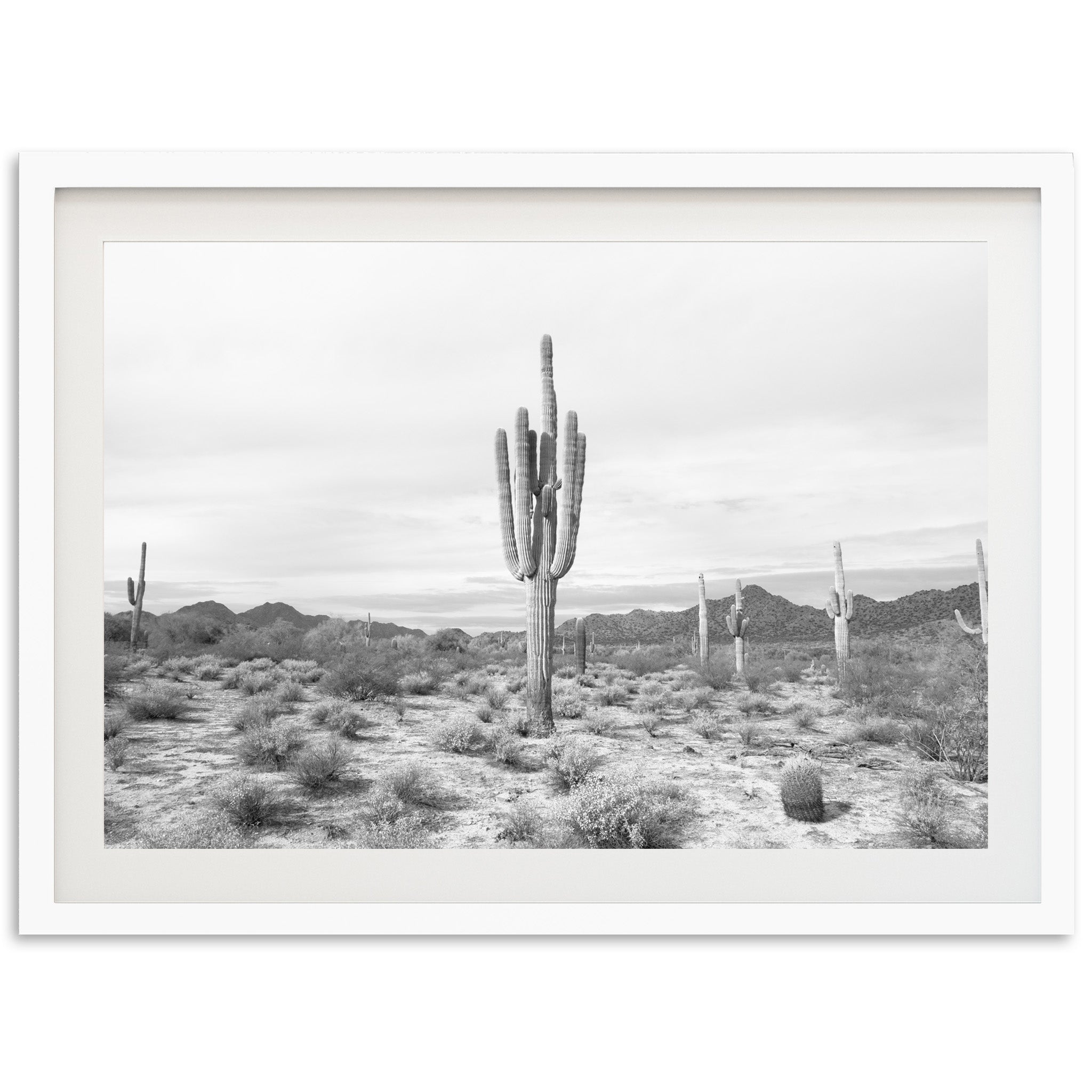 Sonora II - Shutter and Frame