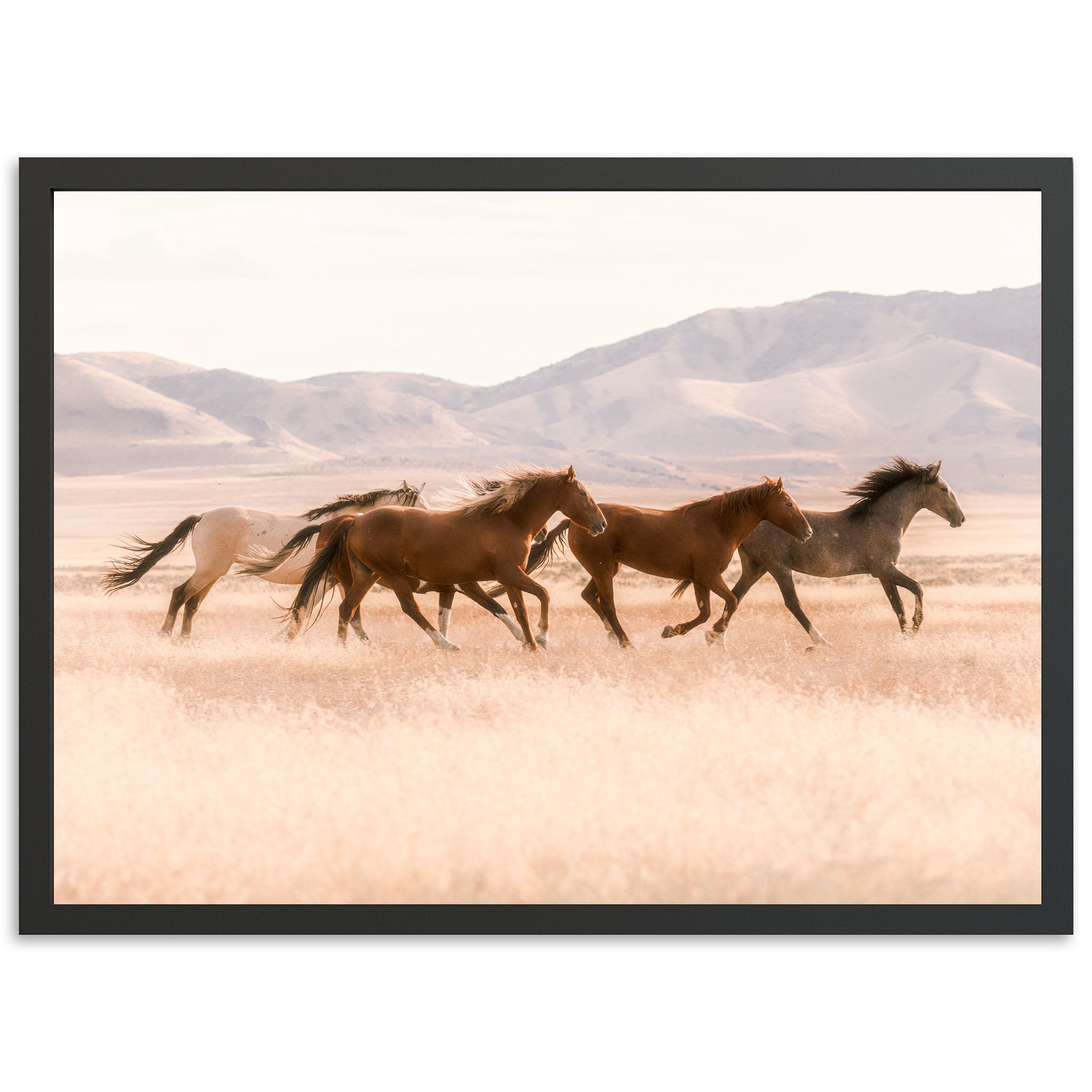 Gallop - Shutter and Frame