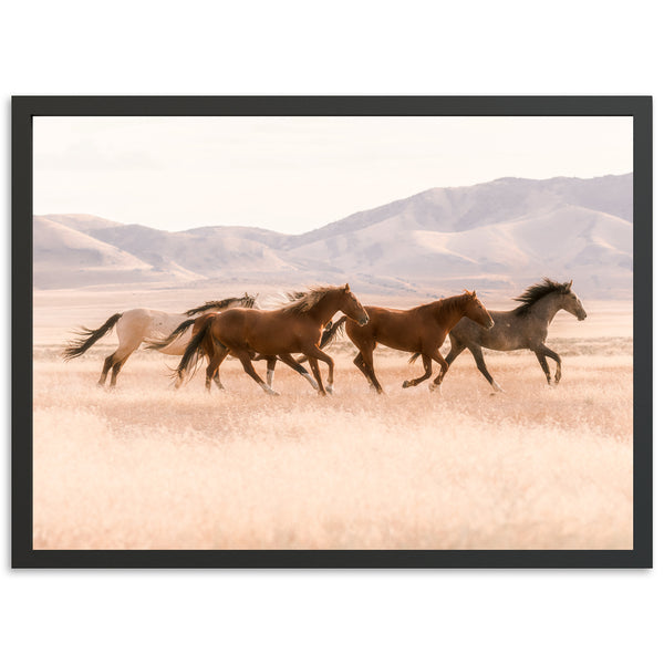 Gallop - Shutter and Frame
