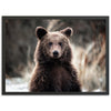 Bear - Shutter and Frame