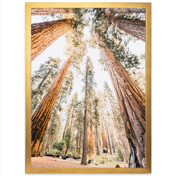 Giants - Shutter and Frame