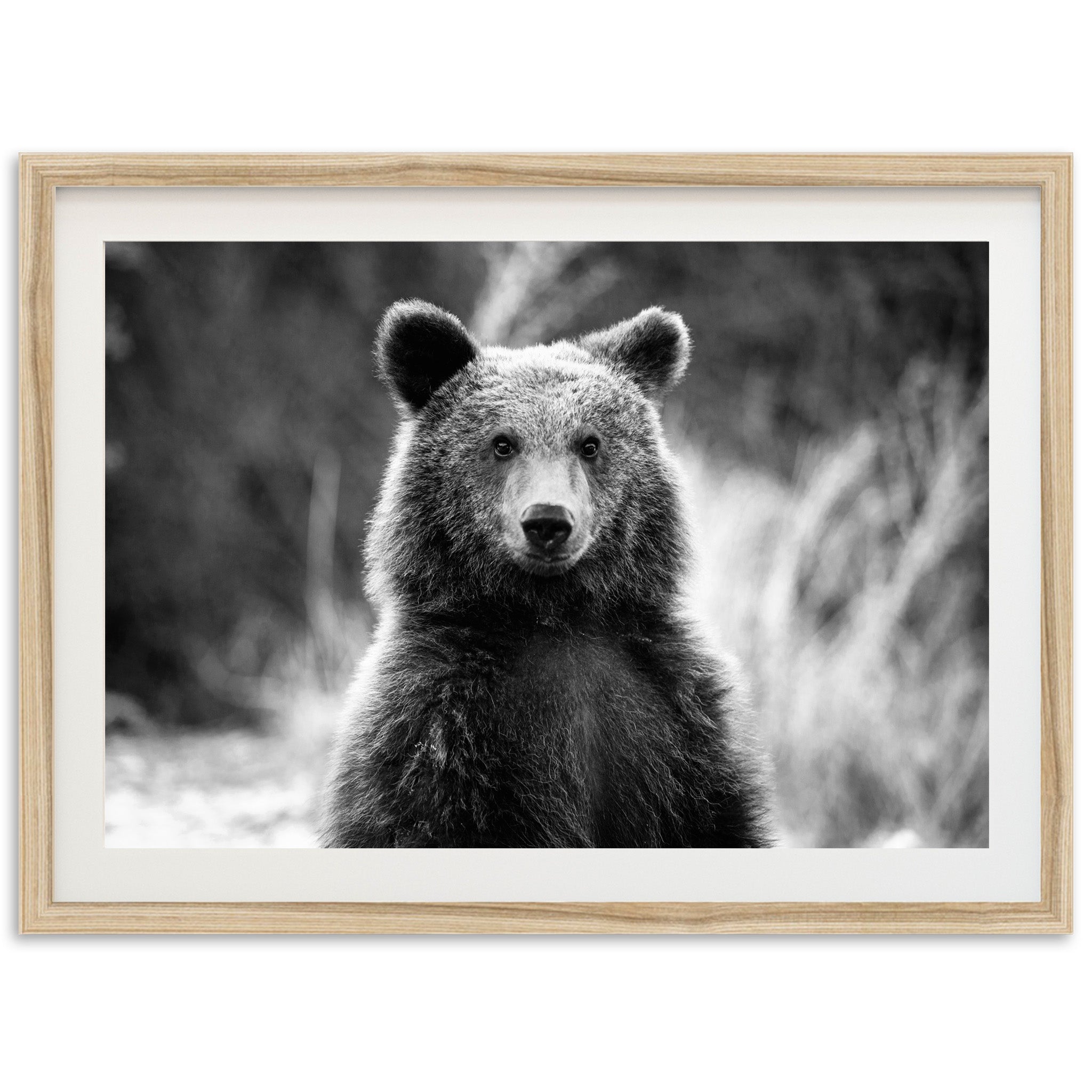 Bear II - Shutter and Frame