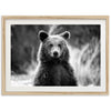 Bear II - Shutter and Frame