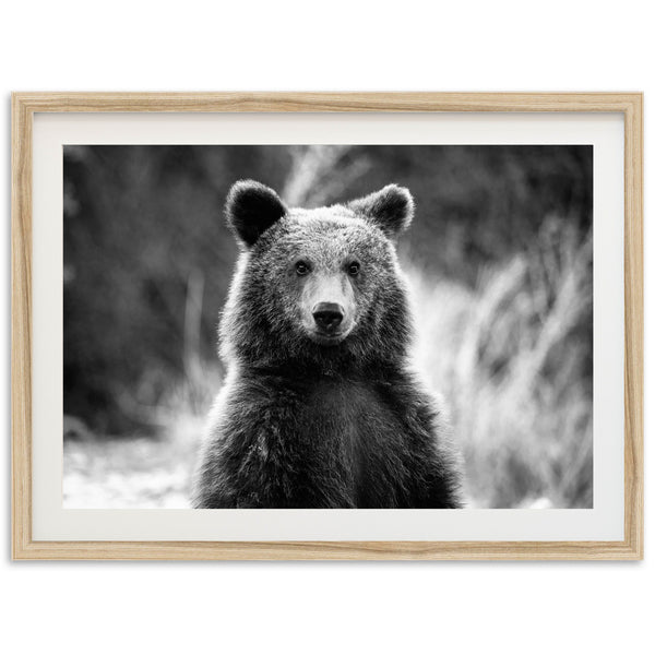 Bear II - Shutter and Frame