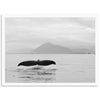 Tale of a Whale - Shutter and Frame