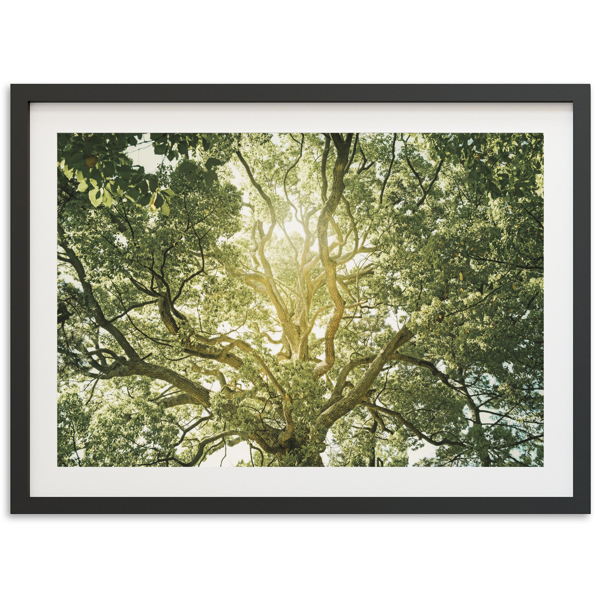 Tree of Life - Shutter and Frame