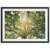 Tree of Life - Shutter and Frame